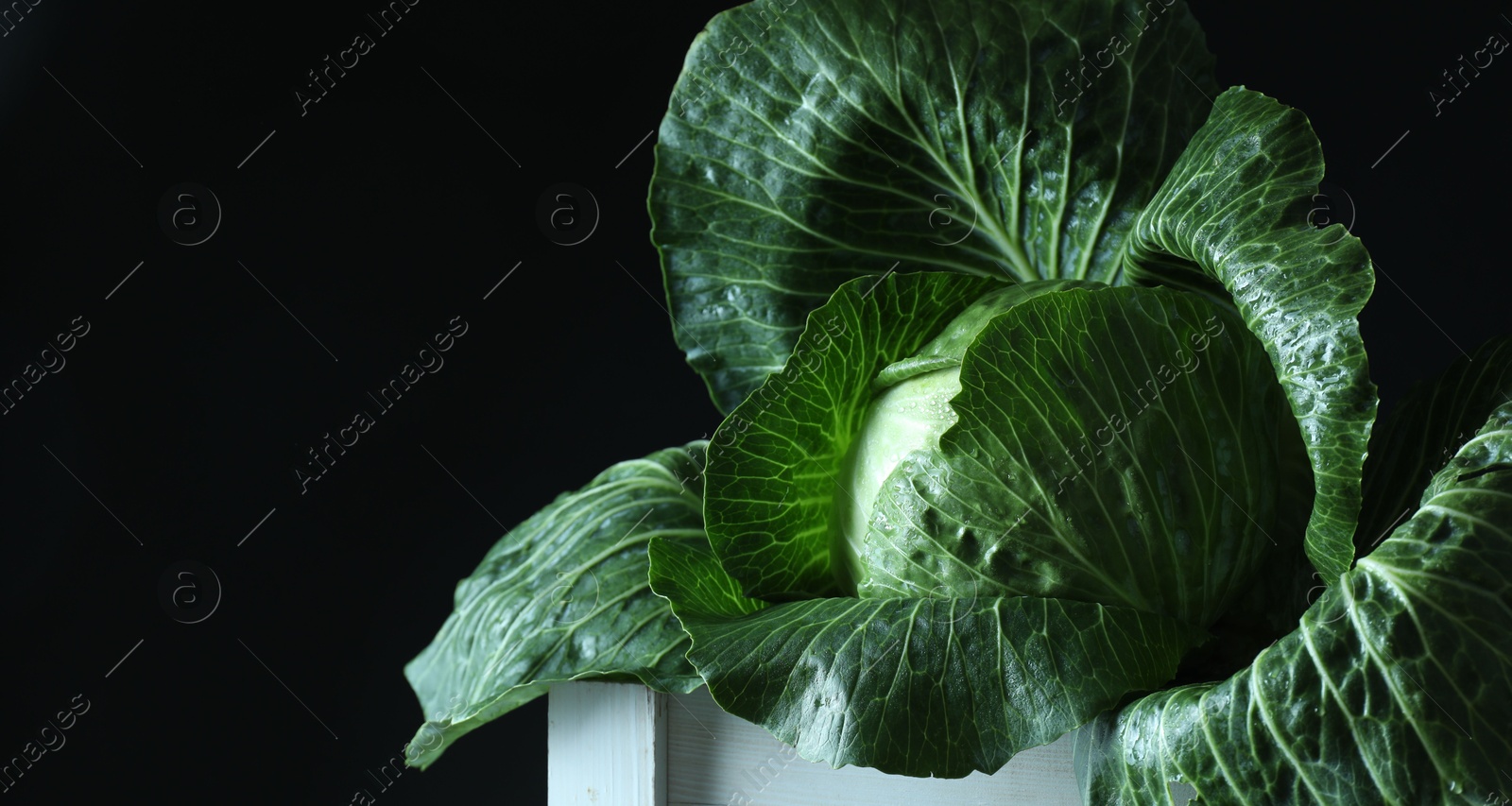 Photo of Whole ripe head of cabbage in crate on dark background