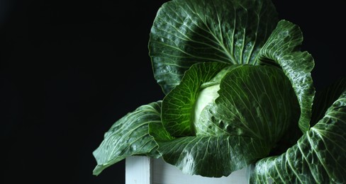 Whole ripe head of cabbage in crate on dark background