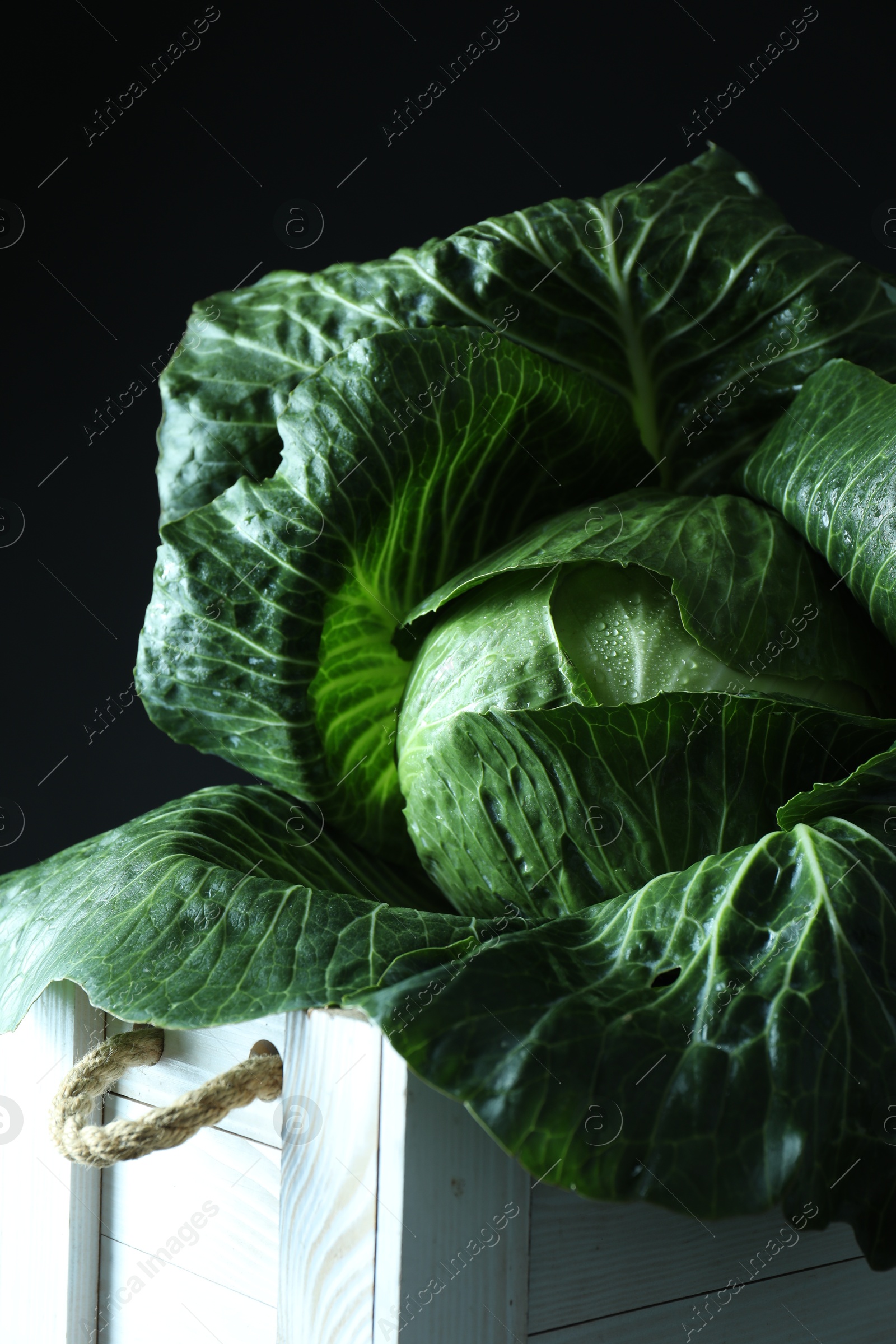 Photo of Whole ripe head of cabbage in crate on dark background, closeup