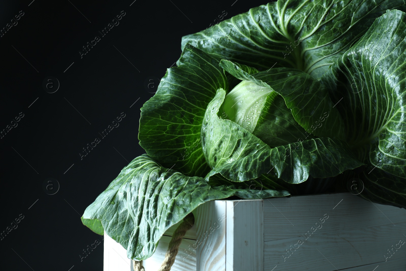 Photo of Whole ripe head of cabbage in crate on dark background, closeup