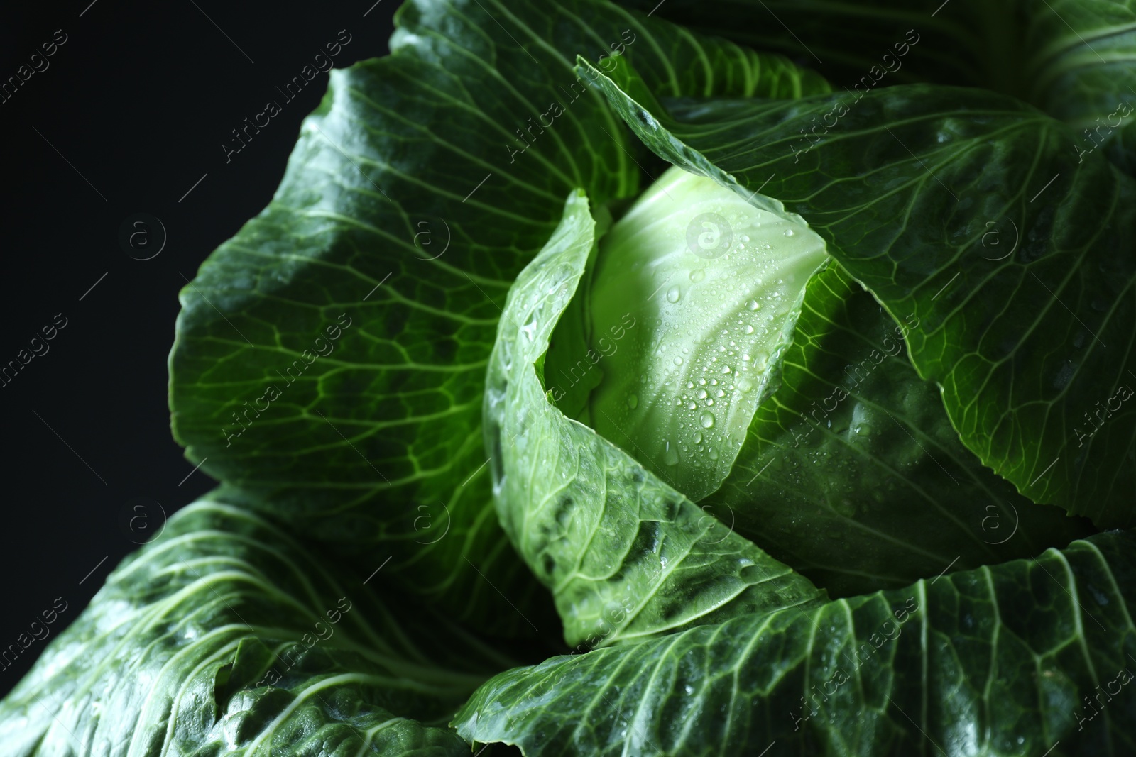 Photo of Whole ripe head of cabbage on dark background, closeup