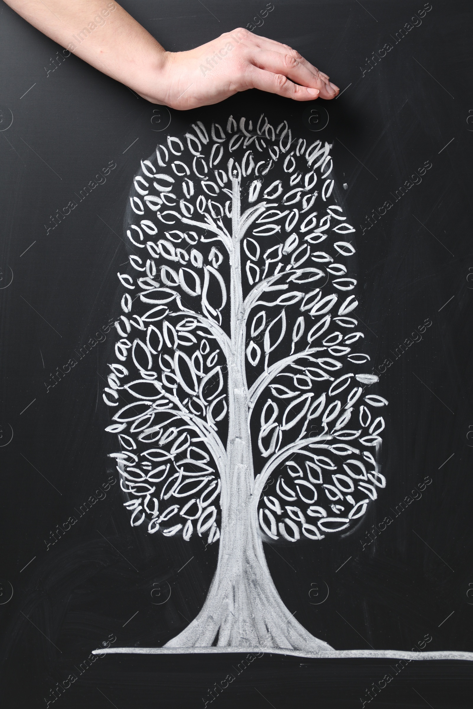 Photo of Woman keeping safe tree drawn on chalkboard, closeup