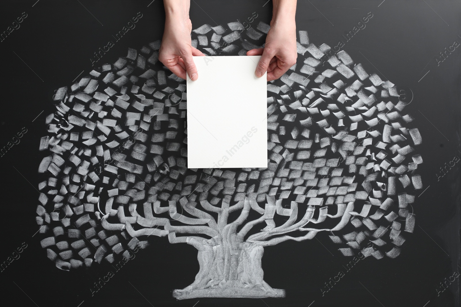 Photo of Woman holding blank paper sheet over chalkboard with tree drawing, closeup