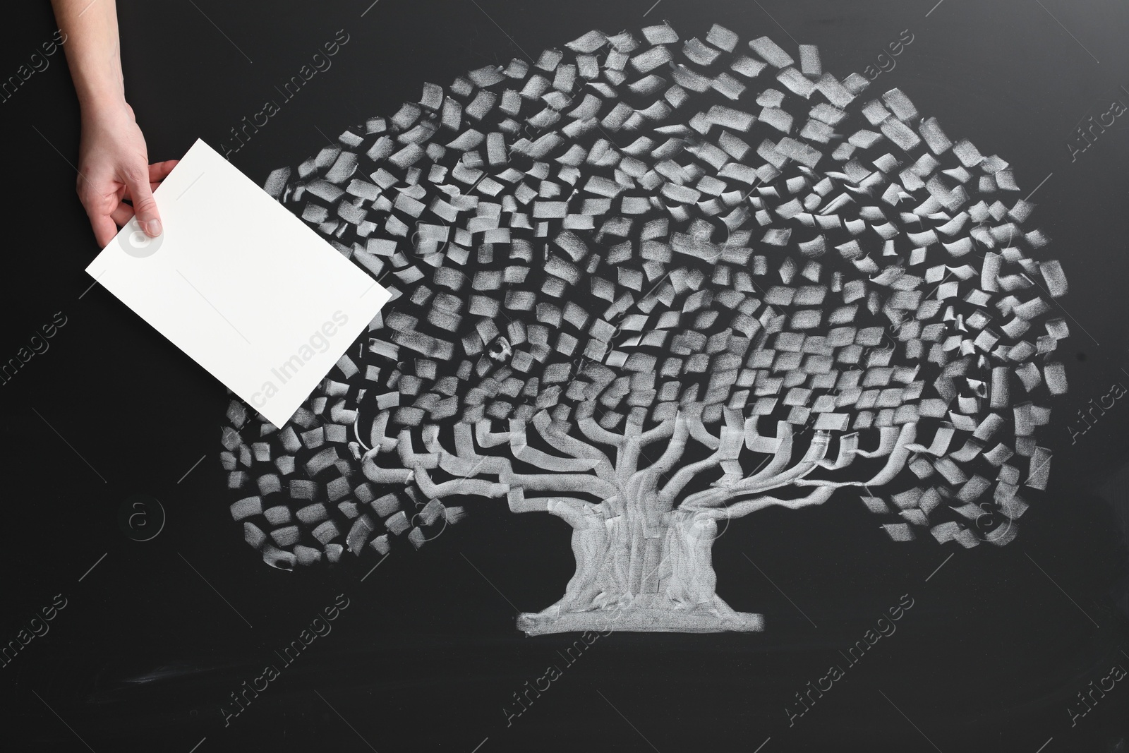 Photo of Woman holding blank paper sheet over chalkboard with tree drawing, closeup