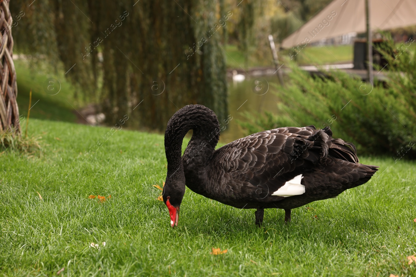 Photo of Beautiful black swan on green grass outdoors