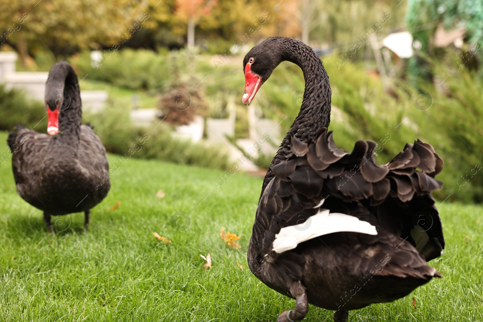 Photo of Beautiful black swans on green grass outdoors