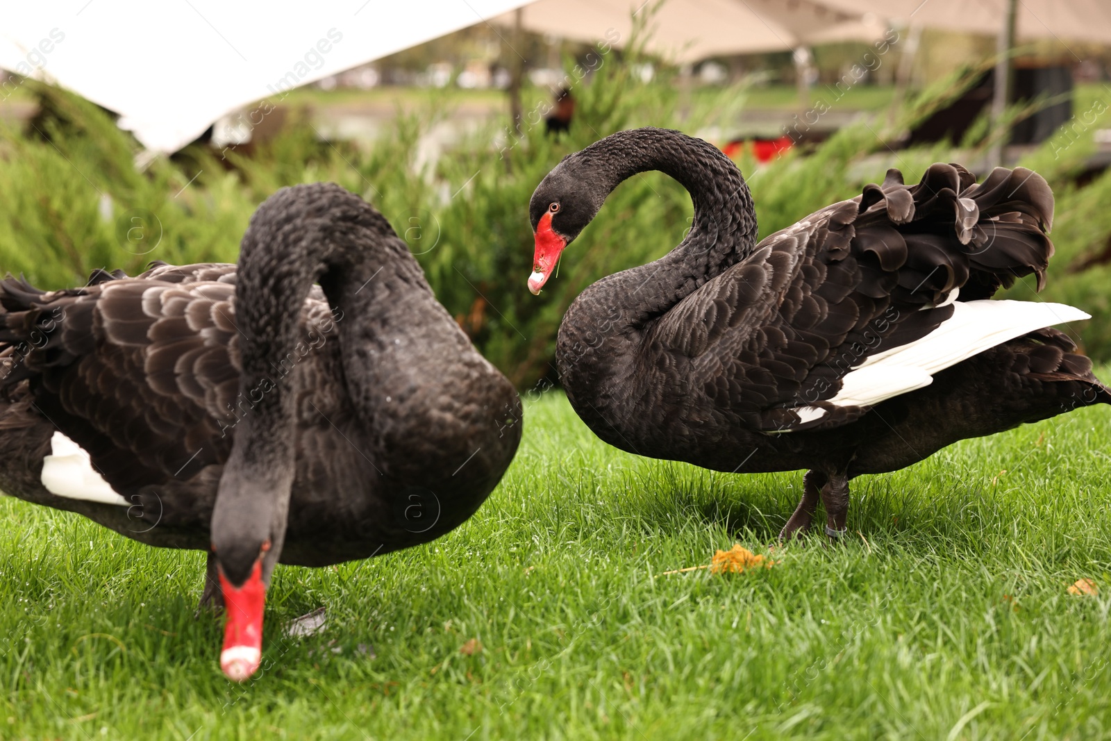 Photo of Beautiful black swans on green grass outdoors