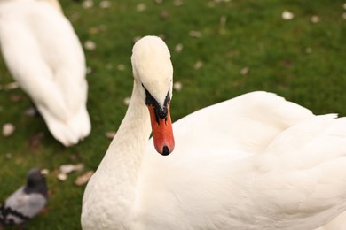 Photo of Beautiful white swan on green grass outdoors, closeup