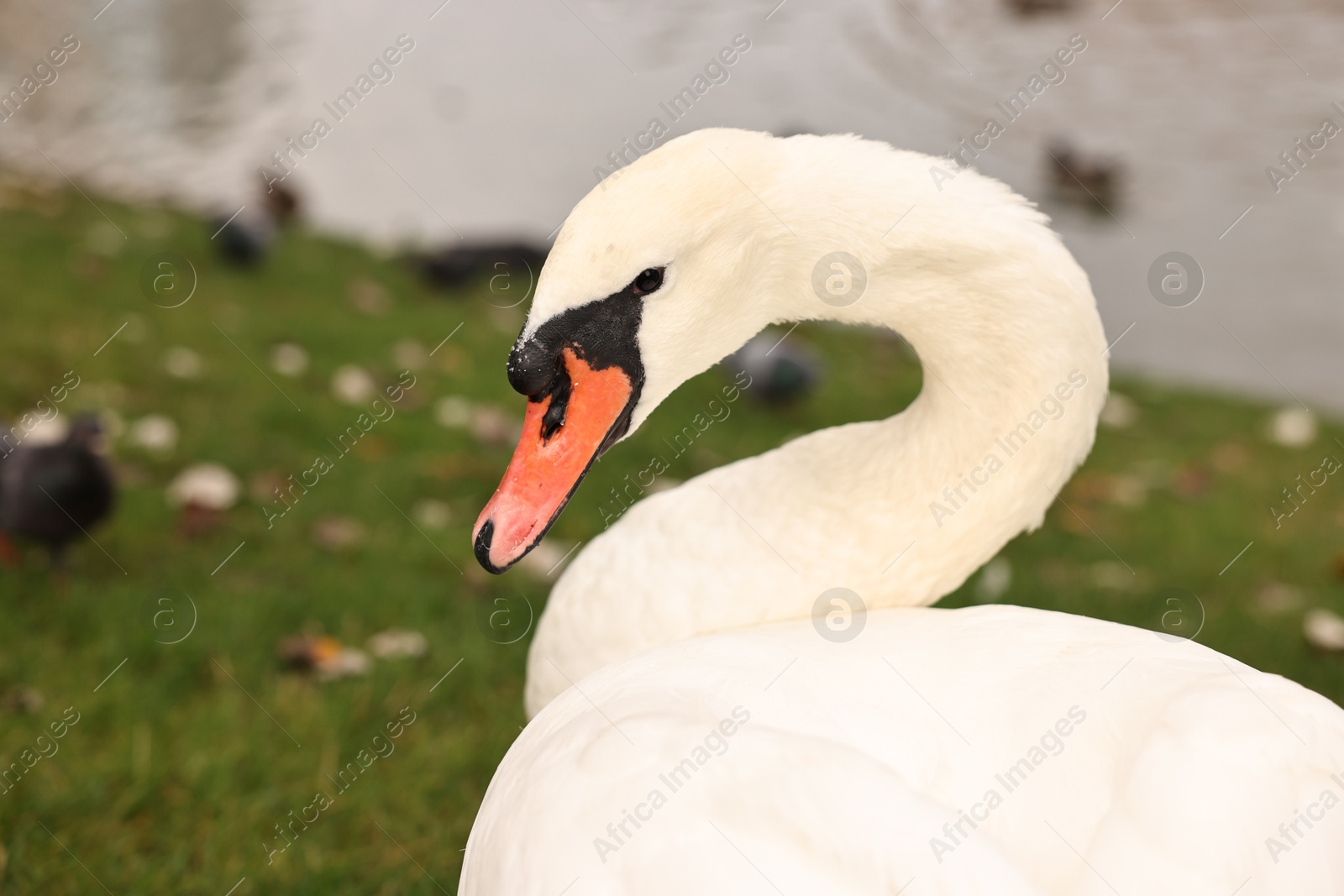 Photo of Beautiful white swan on green grass outdoors, closeup