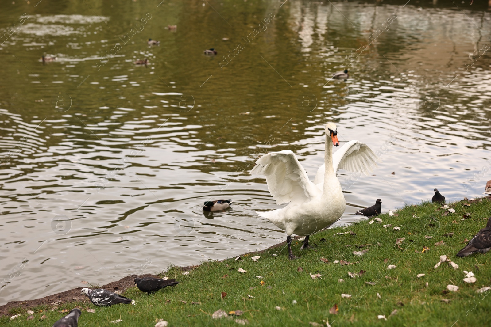 Photo of Beautiful white swan and other birds near river outdoors