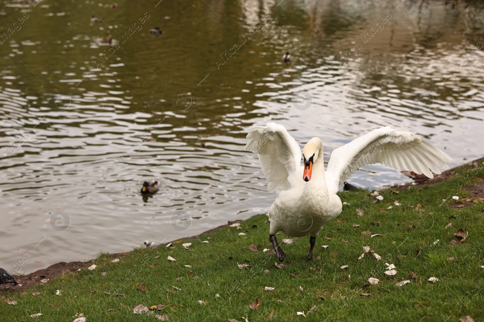 Photo of Beautiful white swan and other birds near river outdoors