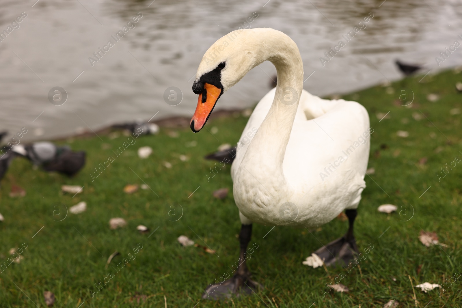 Photo of Beautiful white swan on green grass outdoors