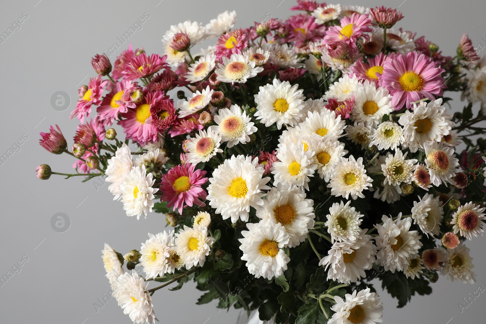 Photo of Beautiful white and pink flowers on gray background, closeup