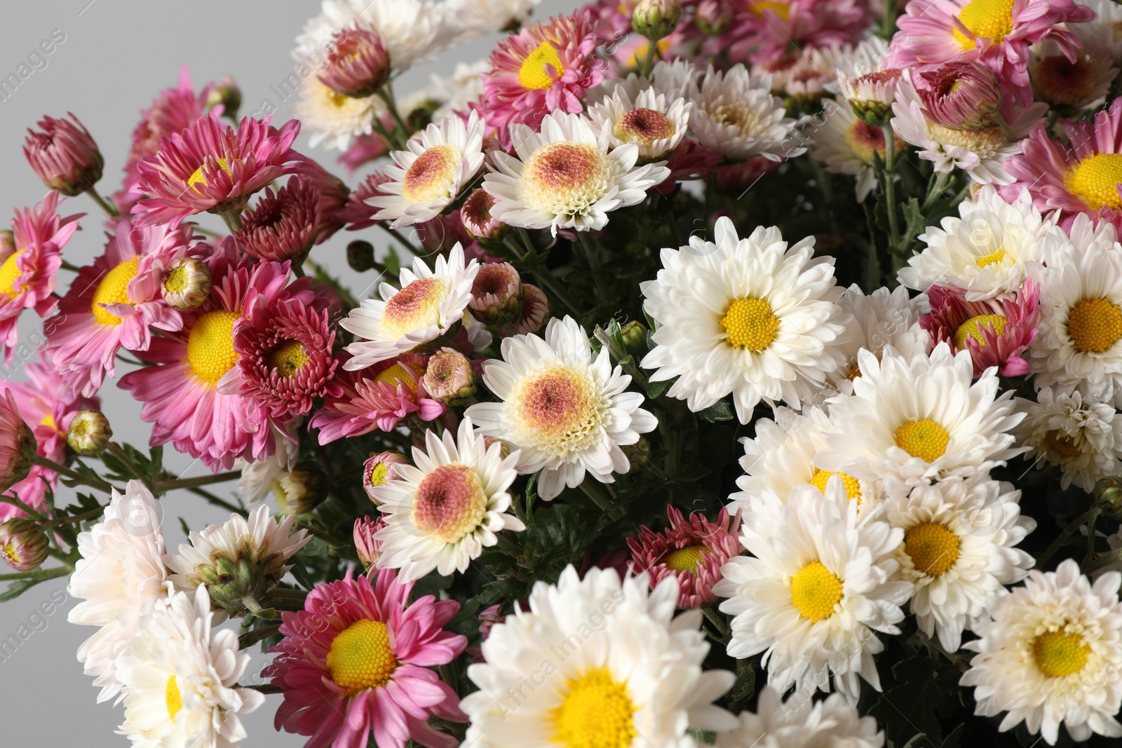 Photo of Beautiful white and pink flowers on gray background, closeup