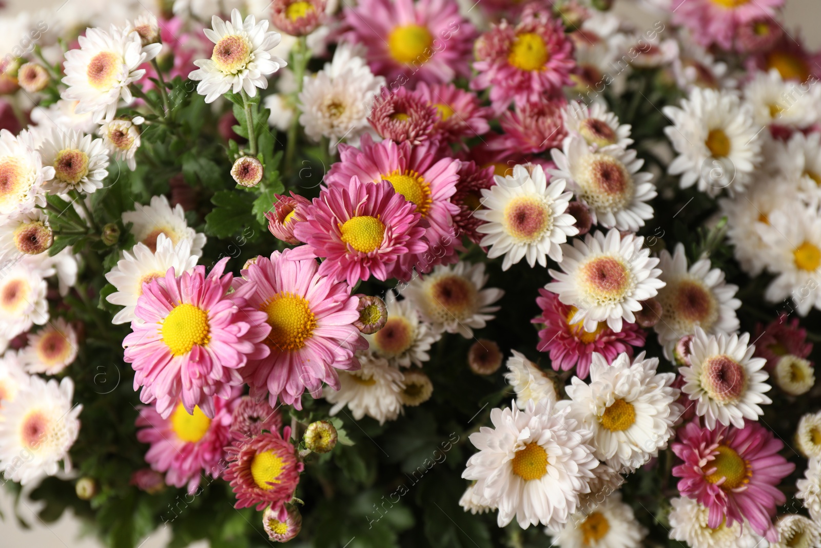 Photo of Beautiful white and pink flowers as background, closeup