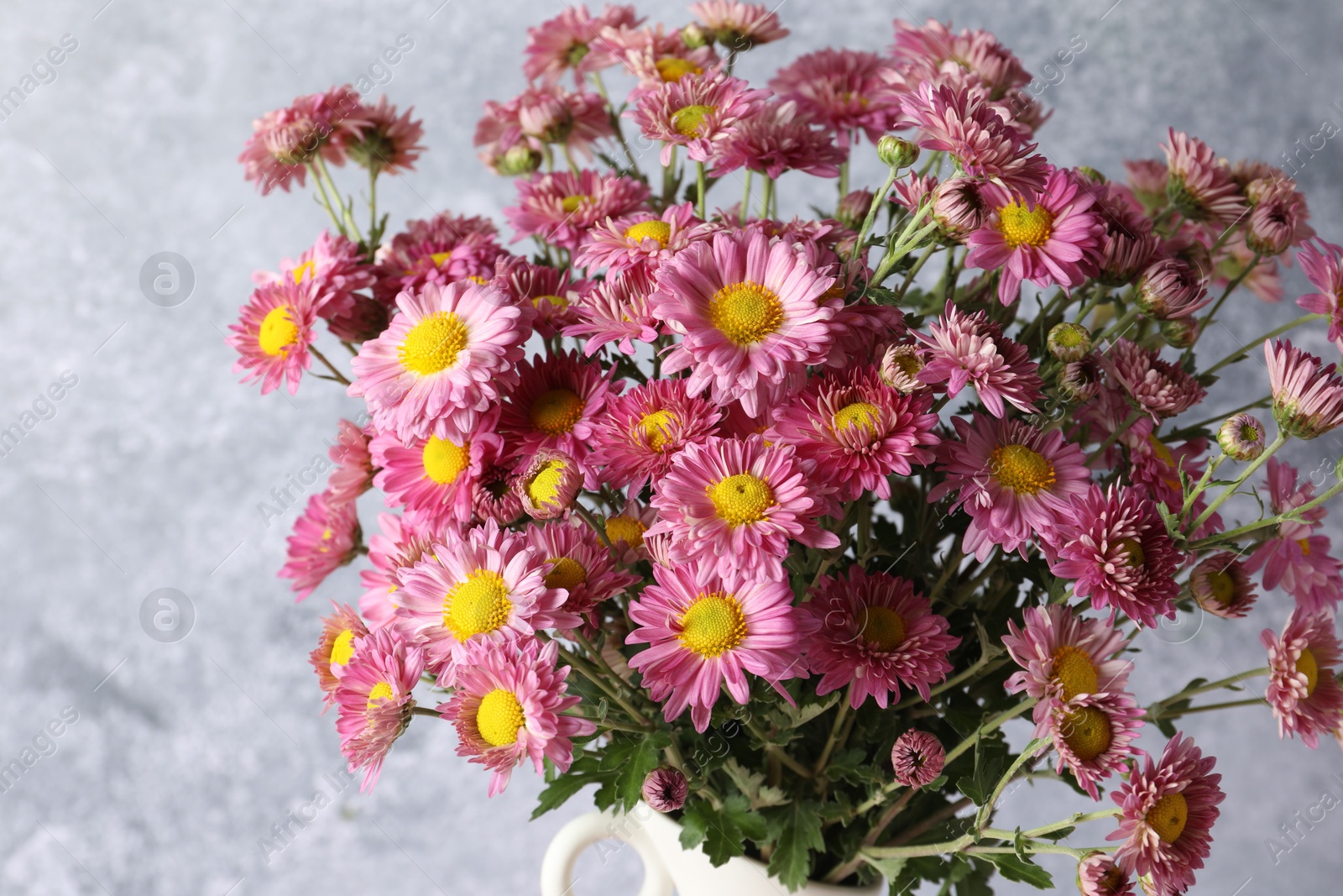 Photo of Beautiful chrysanthemum flowers on grey background, closeup