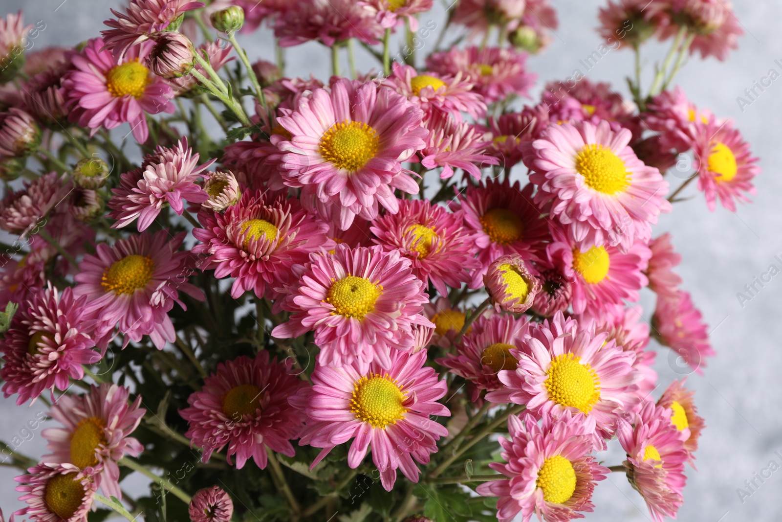 Photo of Beautiful chrysanthemum flowers on grey background, closeup