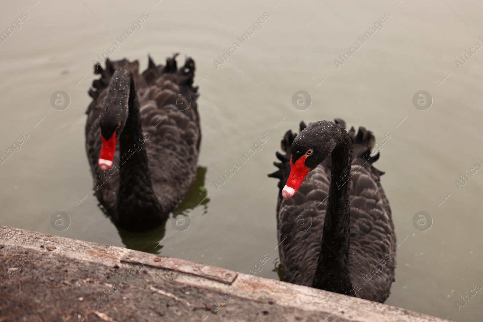 Photo of Two beautiful black swans in river outdoors