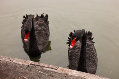 Photo of Two beautiful black swans in river outdoors