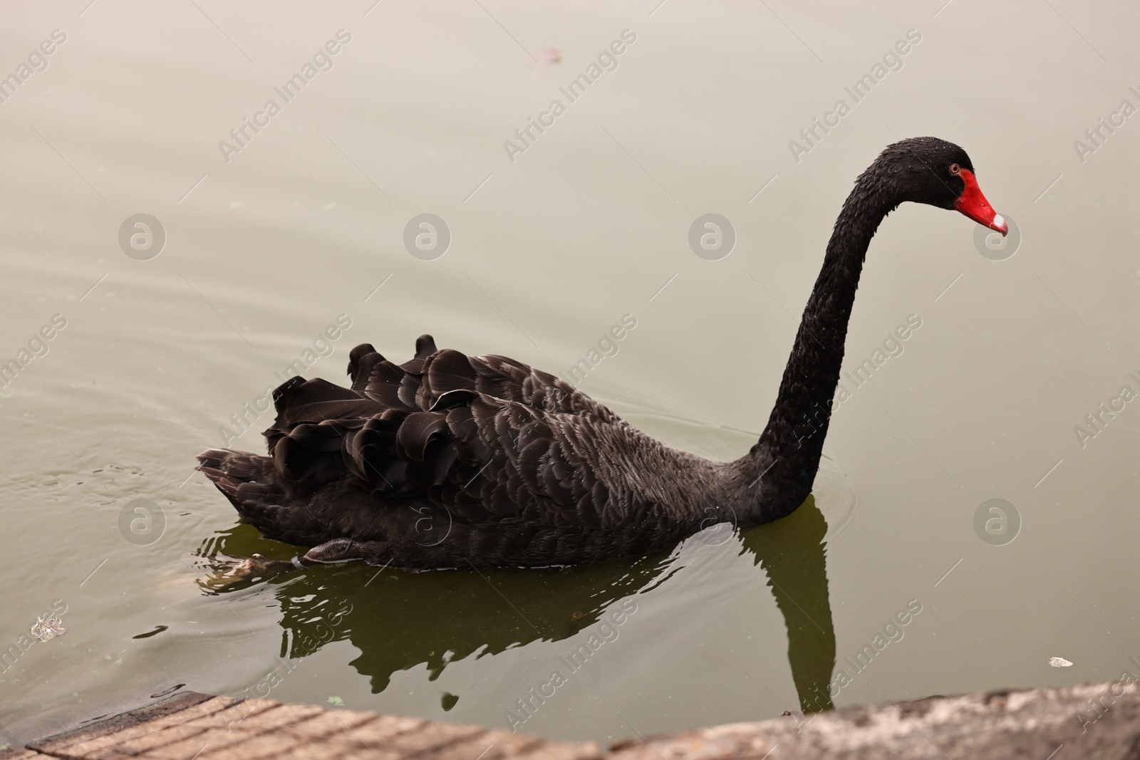 Photo of Beautiful black swan in river outdoors. Exotic bird