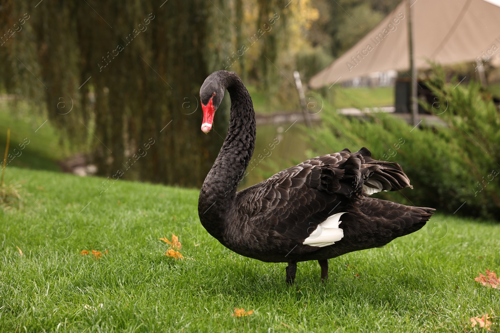 Photo of Beautiful black swan on green grass outdoors