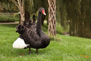 Photo of Beautiful black swan on green grass outdoors, space for text