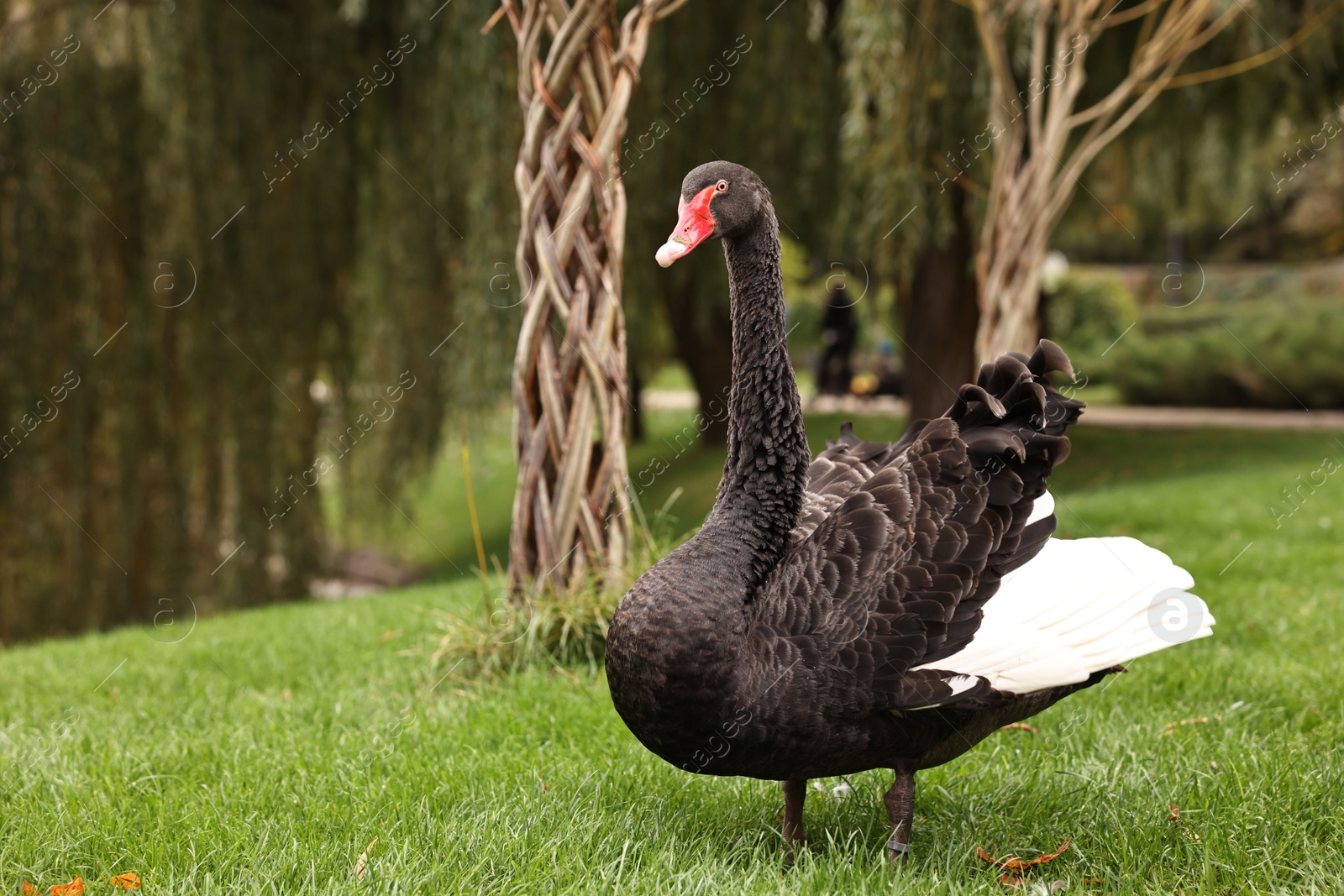 Photo of Beautiful black swan on green grass outdoors, space for text