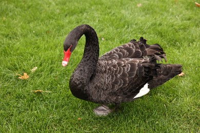 Photo of Beautiful black swan on green grass outdoors