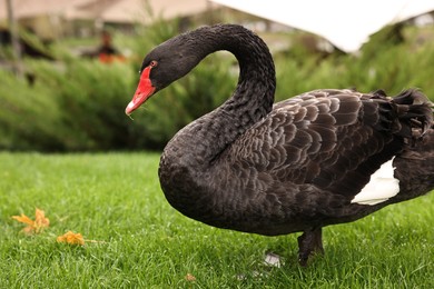 Photo of Beautiful black swan on green grass outdoors