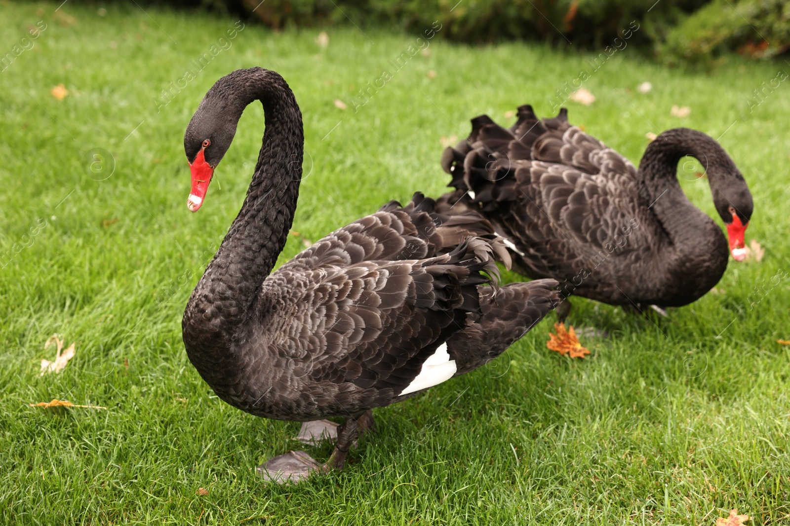 Photo of Beautiful black swans on green grass outdoors