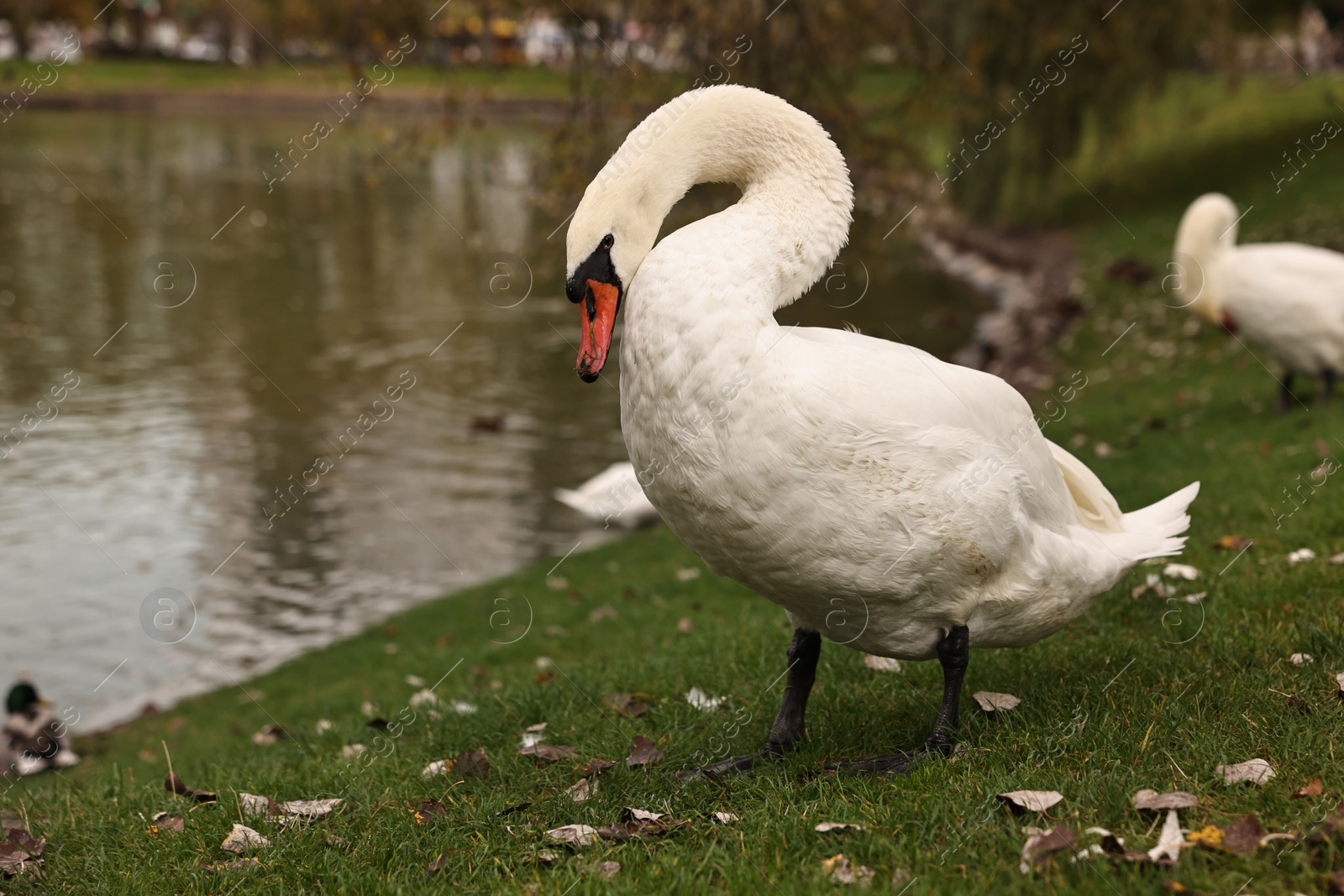 Photo of Beautiful white swans near river outdoors, space for text