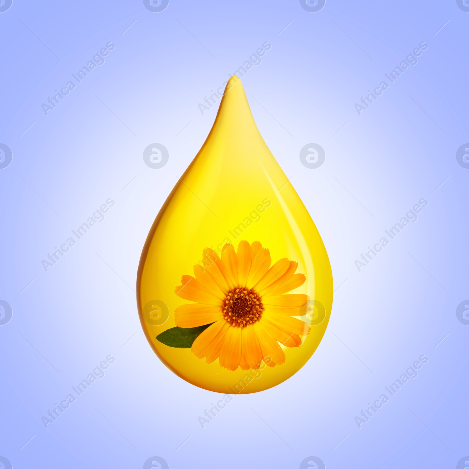 Image of Calendula essential oil drop with flower inside on blue violet background