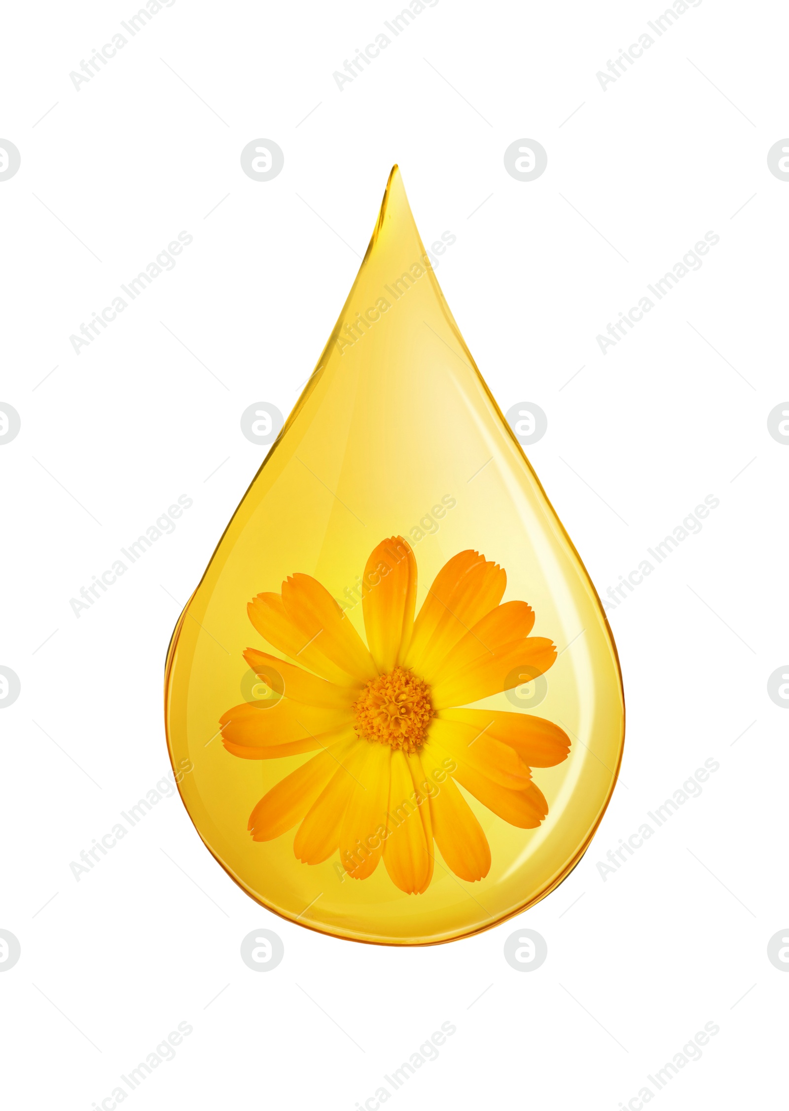 Image of Calendula essential oil drop with flower inside on white background