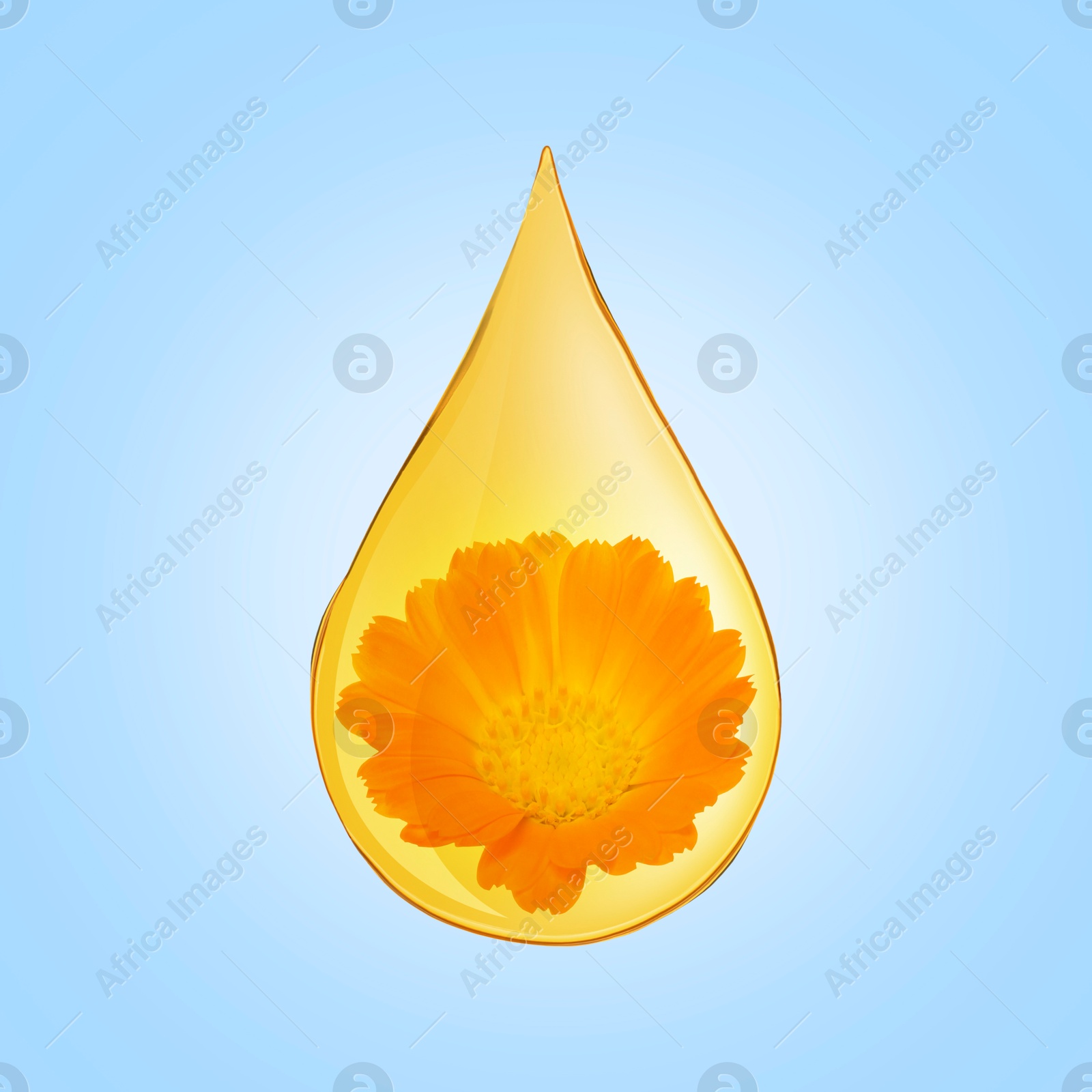 Image of Calendula essential oil drop with flower inside on light blue background