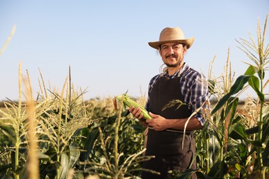 Photo of Farmer harvesting fresh ripe corn in field on sunny day