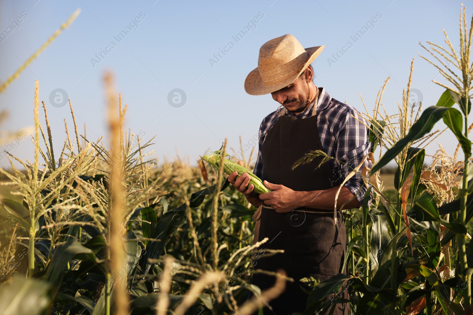 Photo of Farmer harvesting fresh ripe corn in field on sunny day