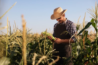 Farmer harvesting fresh ripe corn in field on sunny day