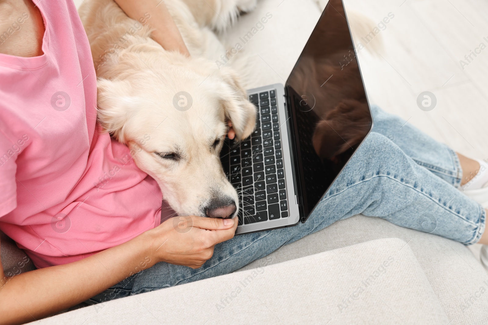 Photo of Online pet shop. Woman with laptop making order for cute Golden Retriever dog at home, closeup