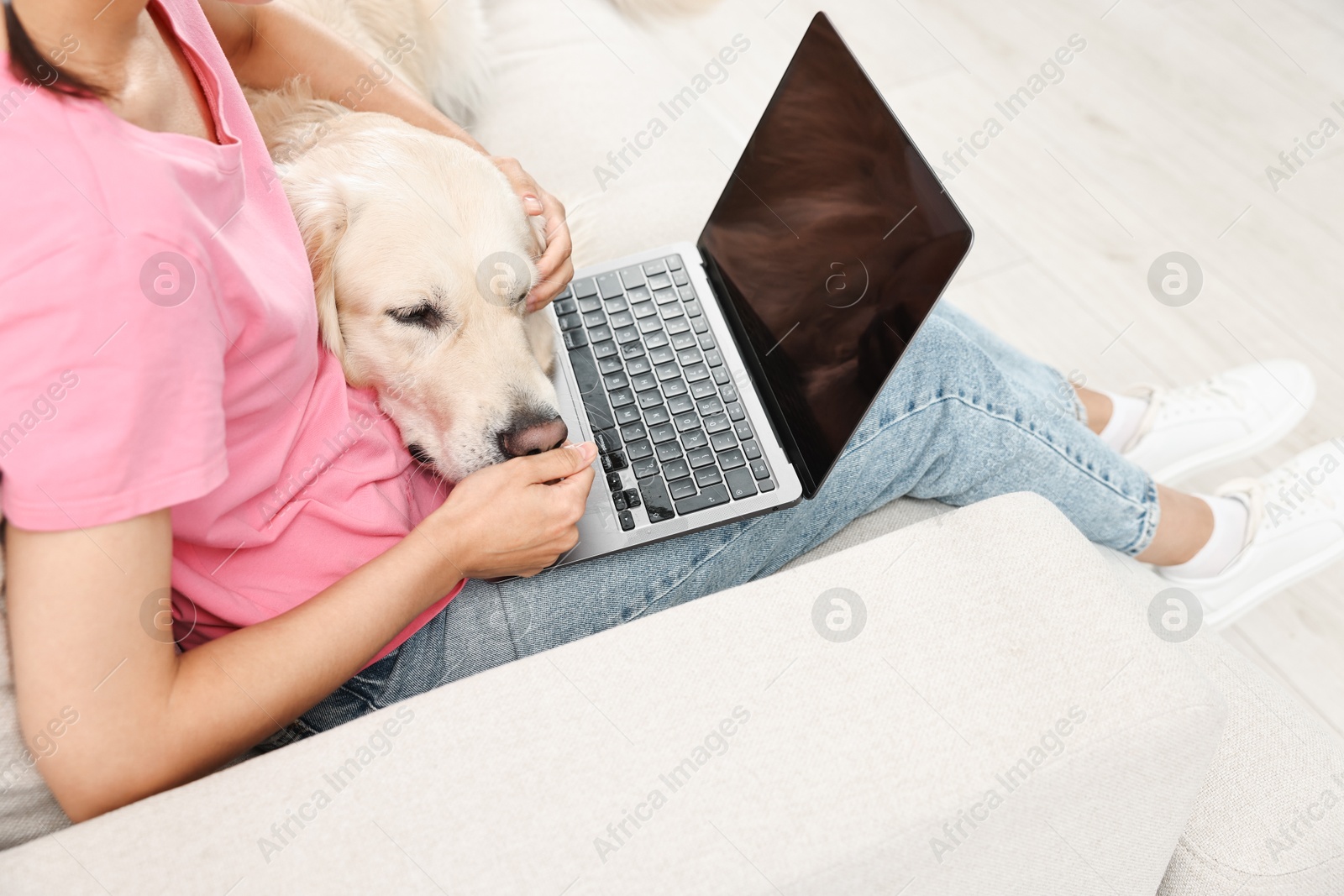 Photo of Online pet shop. Woman with laptop making order for cute Golden Retriever dog at home, closeup