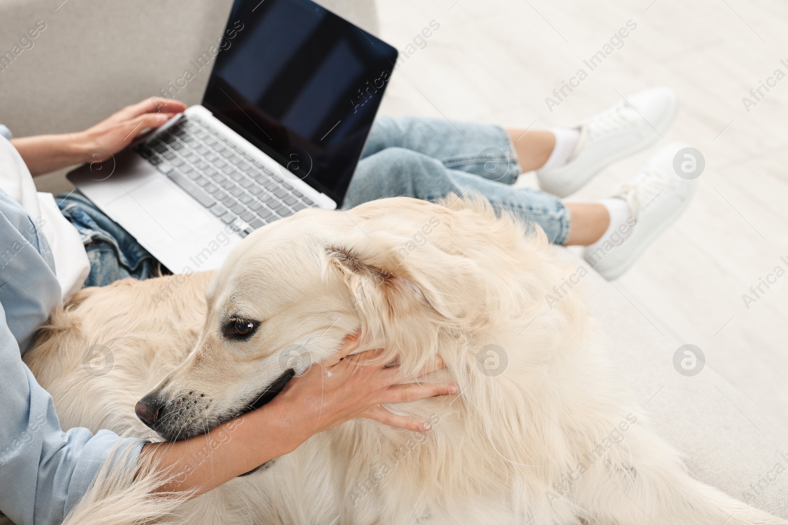 Photo of Online pet shop. Woman with laptop making order for cute Golden Retriever dog at home, closeup