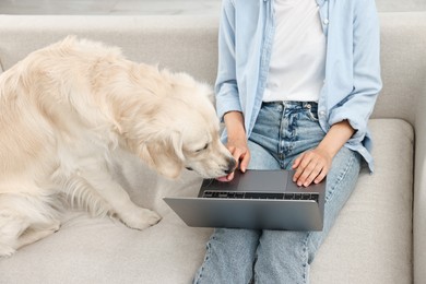 Online pet shop. Woman with laptop making order for cute Golden Retriever dog at home, closeup