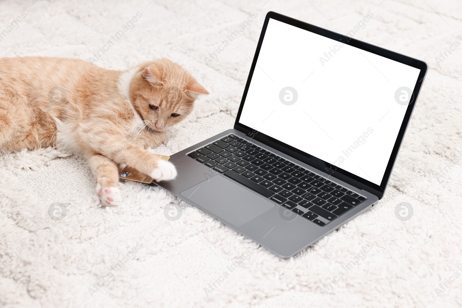 Photo of Online pet shop. Cute cat, laptop and credit card on rug indoors