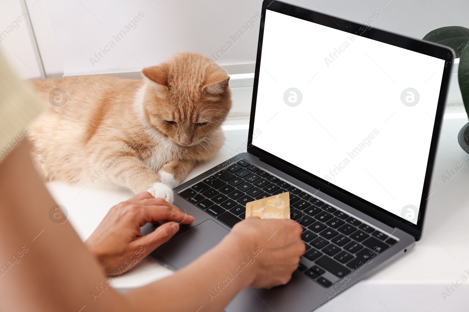 Photo of Online pet shop. Woman with laptop, credit card and cute cat making order at home, closeup