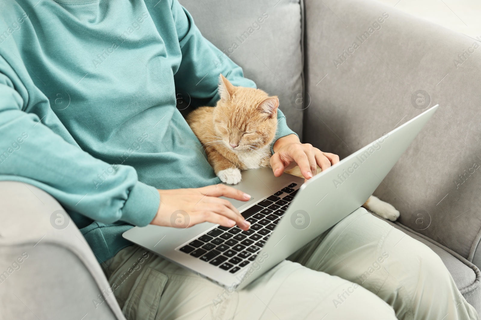 Photo of Online pet shop. Woman with laptop making order and cute cat on sofa at home, closeup