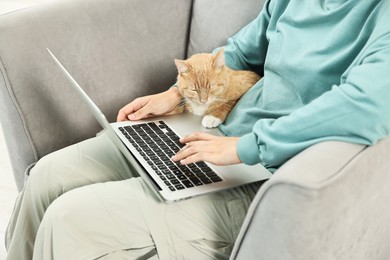 Online pet shop. Woman with laptop making order and cute cat on sofa at home, closeup