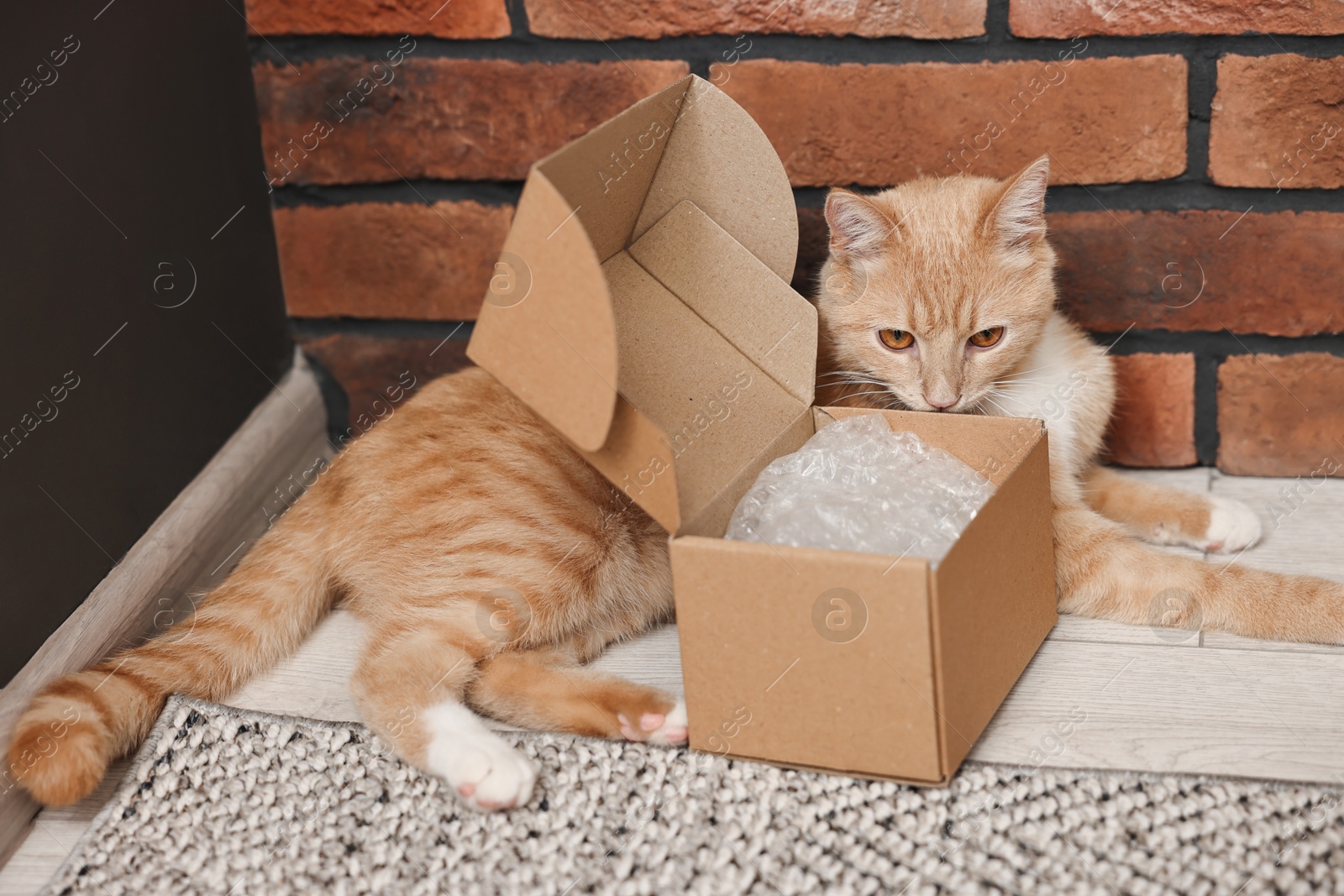 Photo of Online pet shop. Cute cat and cardboard box on rug indoors