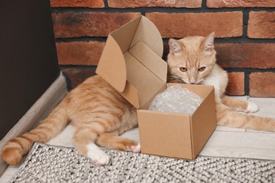 Online pet shop. Cute cat and cardboard box on rug indoors