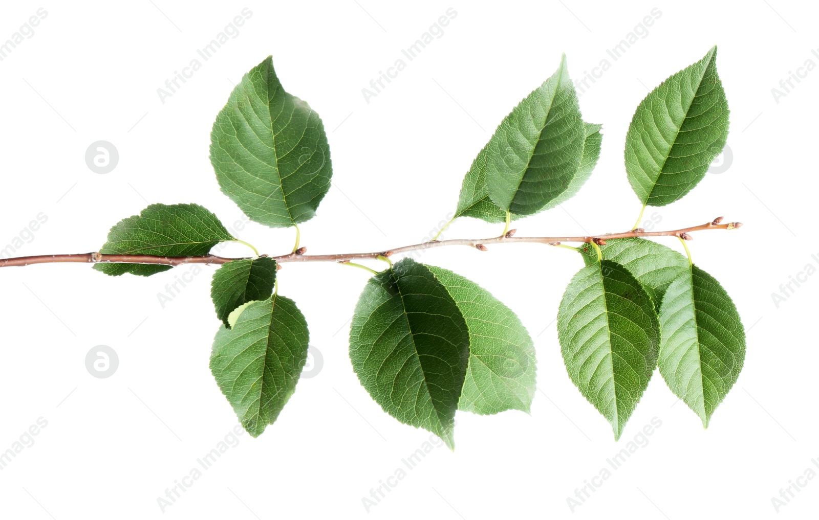 Photo of Fresh apple tree leaves isolated on white