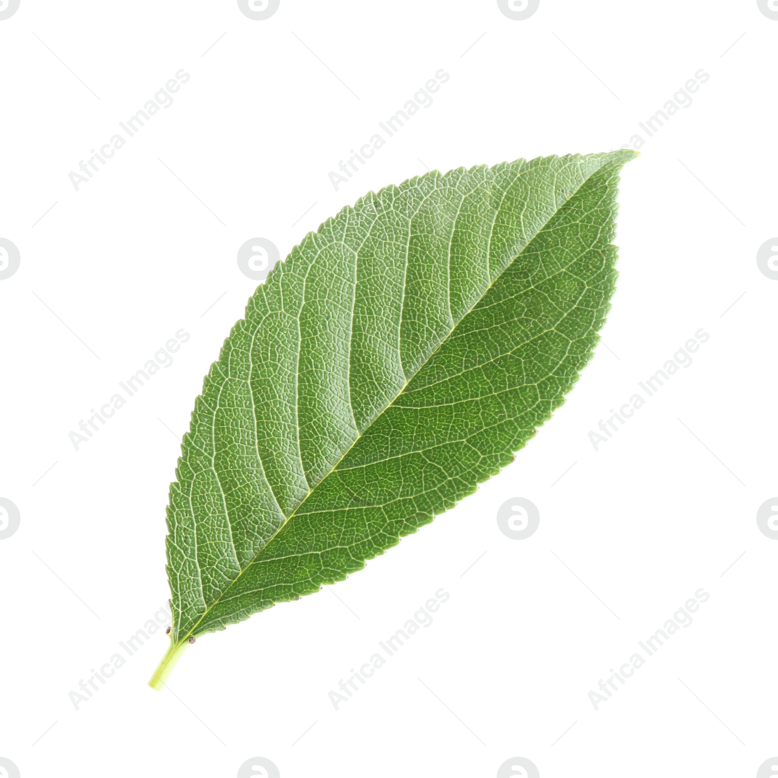 Photo of One fresh apple tree leaf isolated on white