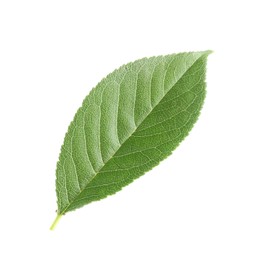 Photo of One fresh apple tree leaf isolated on white